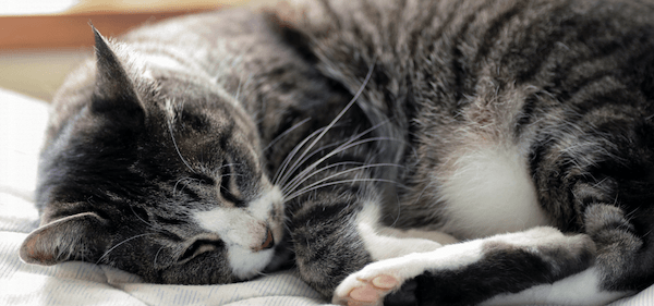 【専門家監修】猫が布団で一緒に寝る理由とは？猫の気持ちや注意点を紹介