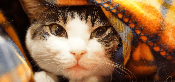 【獣医師監修】ネコの寒さ対策や注意点、おすすめアイテムを紹介