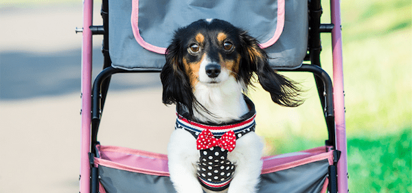 【獣医師監修】家の中でも油断大敵！室内での犬の熱中症と予防策をご紹介