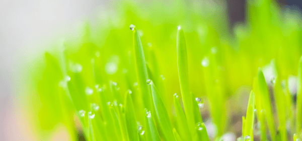 【専門家監修】猫草とは？効果やメリットを紹介