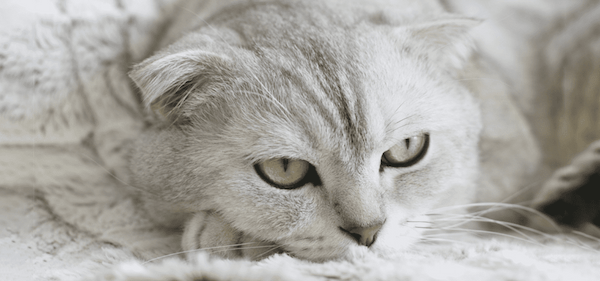 【獣医師監修】猫の腎不全を徹底解説 症状や原因・治療法・予防法を紹介
