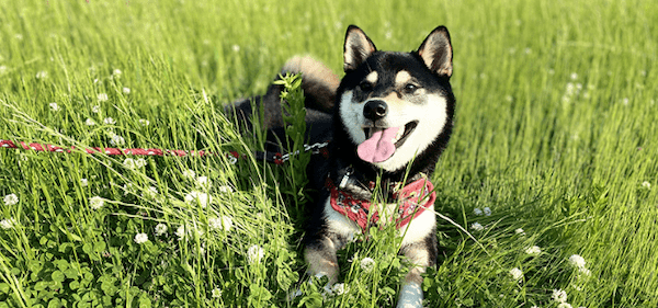 【獣医師監修】柴犬の性格や飼い方のコツ、寿命、なりやすい病気まで全部紹介！