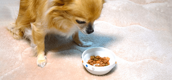 【獣医師監修】犬がごはんを食べない理由と対処法を解説！