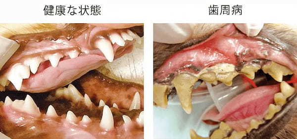 誤解や思い込みで悪化することも…犬の歯周病とデンタルケアの大切なお話