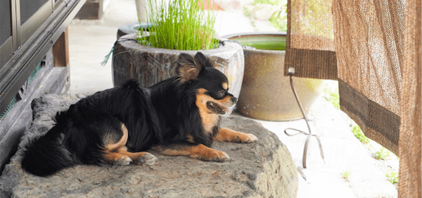 【獣医師監修】家の中でも油断大敵！室内での犬の熱中症と予防策をご紹介