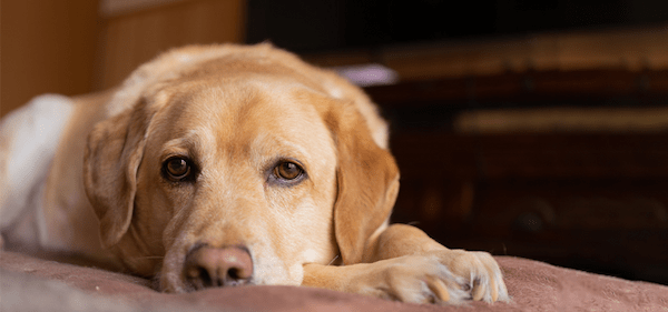 【獣医師監修】犬の目やにが多いかも…?原因と対処法、病院に連れていくべき症状を獣医師が紹介