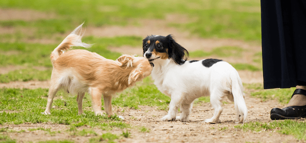 【ドッグトレーナー監修】子犬のしつけポイントを初心者にも分かりやすく解説！「おすわり」「待て」が自在にできる愛犬に！