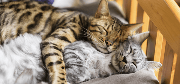 【専門家監修】猫が布団で一緒に寝る理由とは？猫の気持ちや注意点を紹介