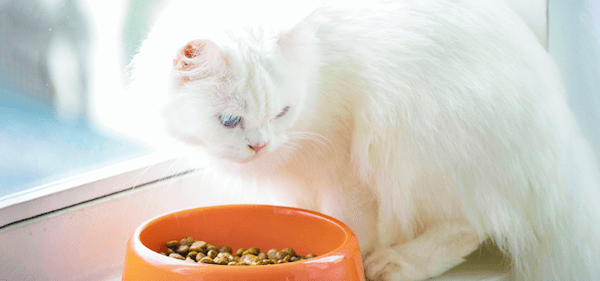 【獣医師監修】ネコが食欲不振になる原因とは?対処法や病院受診の目安を解説