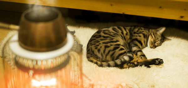 【獣医師監修】ネコの寒さ対策や注意点、おすすめアイテムを紹介