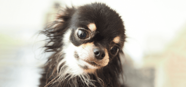 【トリマー監修】おすすめの犬用ドライヤー紹介！乾かし方や選び方を解説！