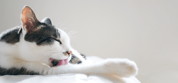 【獣医師監修】ネコの乳歯が生え変わる時期は？症状や注意点を解説