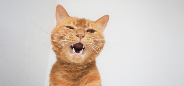 【獣医師監修】ネコの乳歯が生え変わる時期は？症状や注意点を解説