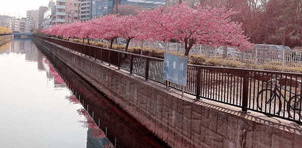 【東京・木場公園】河津桜でお花見♪2月から都心で桜を楽しもう1.jpg