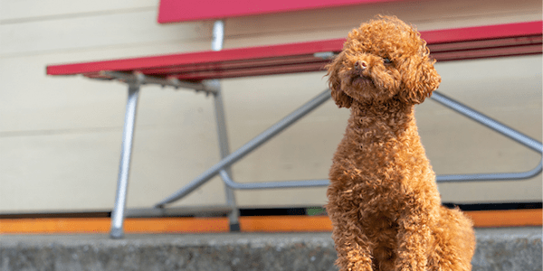 【獣医師監修】犬のおすわりの教え方は？しつけ方のコツやできない場合の解決策