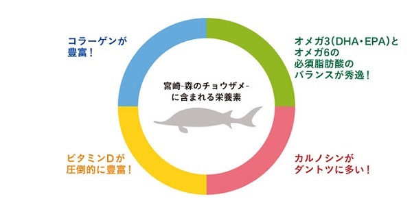 希少な宮崎産チョウザメを100％使用したサステナブルなペットフードが誕生！