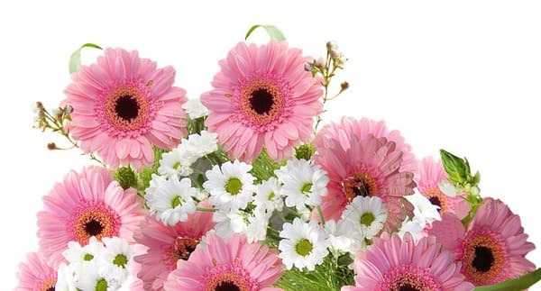 希望を意味する花言葉の花15選 プレゼントにもおすすめ！