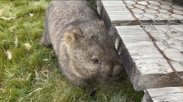 【オーストラリア・タスマニア】野生のウォンバット天国！クレイドルマウンテン国立公園