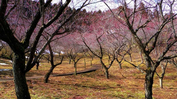 【群馬・あぶた福寿草の里】紅梅と福寿草が楽しめる！周辺オススメ散策スポットも