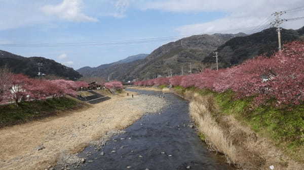 【伊豆】河津桜まつりとあわせて行きたい！おすすめスポット5選1.jpg