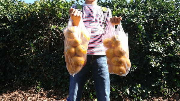 温暖な三浦半島でいちご狩り・みかん狩りを楽しもう【津久井浜観光農園】1.jpg