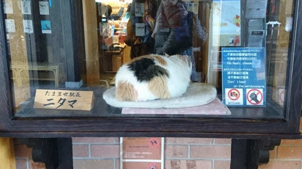 【和歌山電鐵・貴志川線】たま電車に乗って猫駅長たまに会いに行こう！