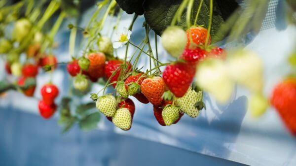 廃棄されるイチゴを無駄なく再利用！イチゴ農園内の直営パティスリー「Slow Sweets」