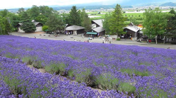 ふらの・びえいフリーきっぷで行く富良野・美瑛観光5つの楽しみ方