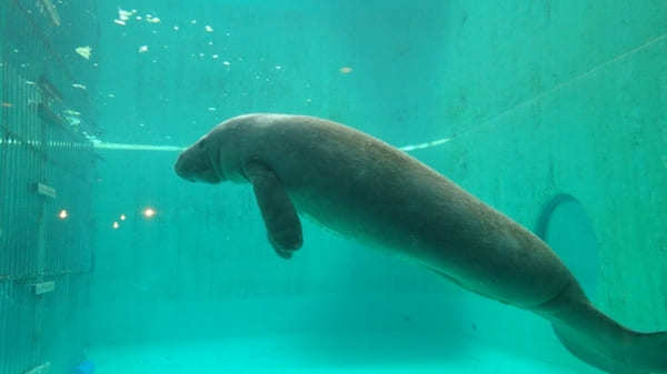 沖縄美ら海水族館だけじゃない！海洋博公園5つの見どころ徹底ガイド