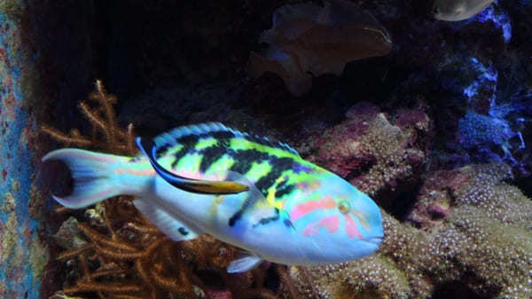 沖縄美ら海水族館だけじゃない！海洋博公園5つの見どころ徹底ガイド