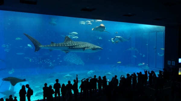 沖縄美ら海水族館だけじゃない！海洋博公園5つの見どころ徹底ガイド