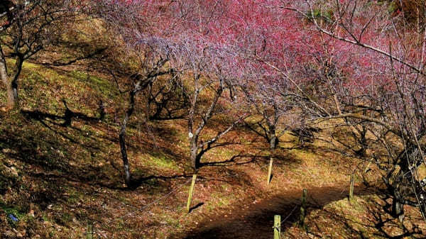 【群馬・あぶた福寿草の里】紅梅と福寿草が楽しめる！周辺オススメ散策スポットも