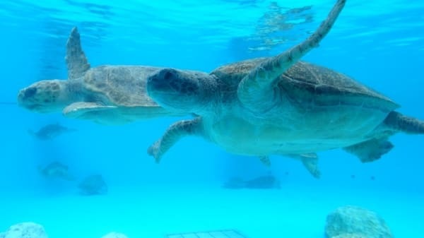 沖縄美ら海水族館だけじゃない！海洋博公園5つの見どころ徹底ガイド