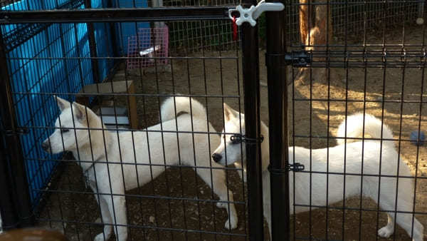 ヤギの散歩も！入園無料【和歌山公園動物園】のふれあい体験が面白い！