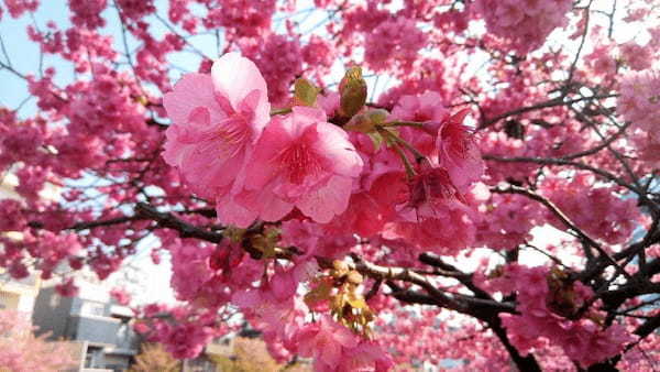 【東京・木場公園】河津桜でお花見♪2月から都心で桜を楽しもう1.jpg