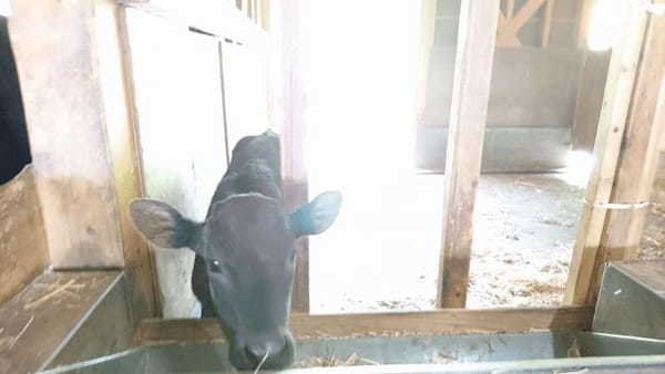 但馬牛や動物たちと間近で会える！兵庫県立但馬牧場公園の見所紹介！