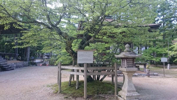 【高野山】はじまりの地！壮麗な修行道場・壇上伽藍