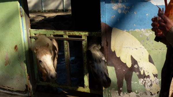 ヤギの散歩も！入園無料【和歌山公園動物園】のふれあい体験が面白い！