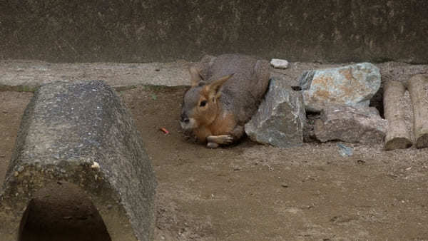 ヤギの散歩も！入園無料【和歌山公園動物園】のふれあい体験が面白い！