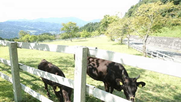 但馬牛や動物たちと間近で会える！兵庫県立但馬牧場公園の見所紹介！