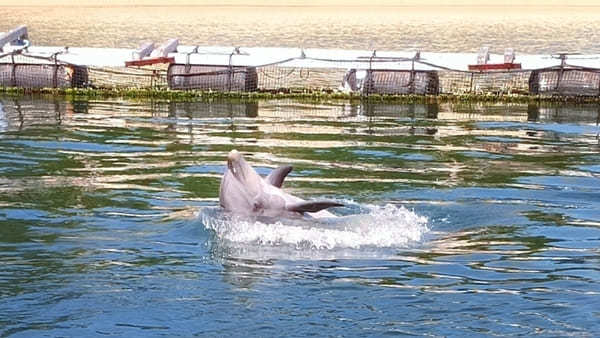  四国地方の人気水族館TOP9！みんなが行っている水族館ランキング