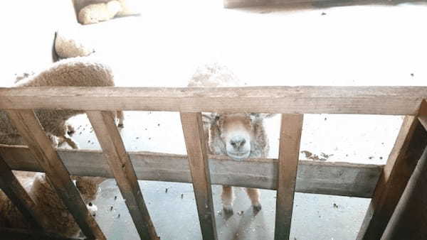 但馬牛や動物たちと間近で会える！兵庫県立但馬牧場公園の見所紹介！