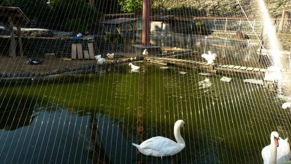 ヤギの散歩も！入園無料【和歌山公園動物園】のふれあい体験が面白い！