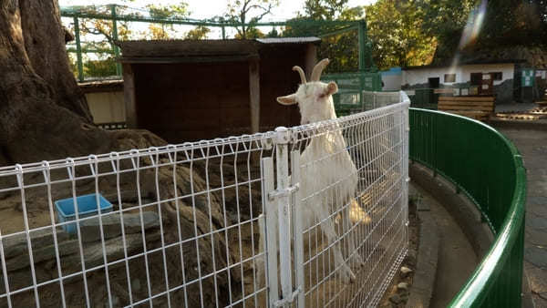 ヤギの散歩も！入園無料【和歌山公園動物園】のふれあい体験が面白い！