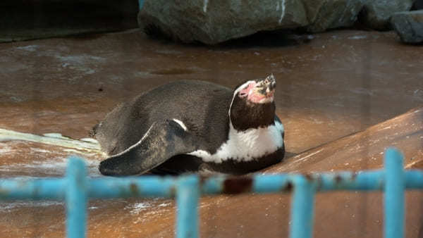 ヤギの散歩も！入園無料【和歌山公園動物園】のふれあい体験が面白い！