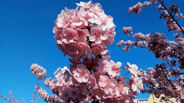 【東京・木場公園】河津桜でお花見♪2月から都心で桜を楽しもう1.jpg