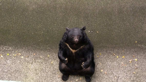 ヤギの散歩も！入園無料【和歌山公園動物園】のふれあい体験が面白い！