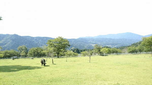 但馬牛や動物たちと間近で会える！兵庫県立但馬牧場公園の見所紹介！