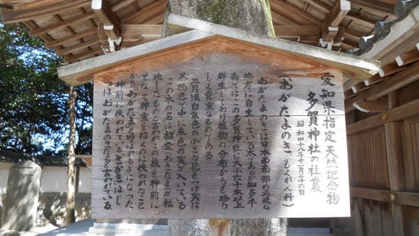 【愛知・知多半島】尾張多賀神社でオガタマノキに癒され快眠神社浴！