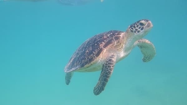 【宮古島】ウミガメも魚も珊瑚も！シュノーケリングするならここに行け！